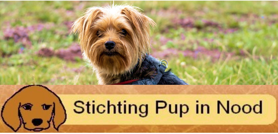 Stichting Pup in Nood